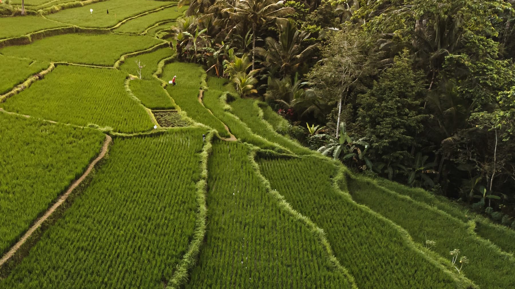 Hillside jungle view at Maha Hills, North Bali